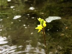 Utricularia geminiscapa
