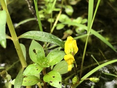 Utricularia geminiscapa
