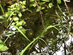 Utricularia geminiscapa