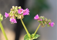 Mirabilis nyctaginea