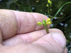 Utricularia geminiscapa