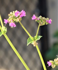 Mirabilis nyctaginea