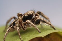 Habronattus cuspidatus