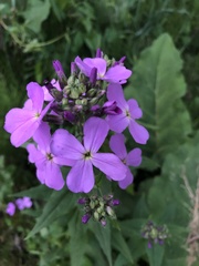 Hesperis matronalis