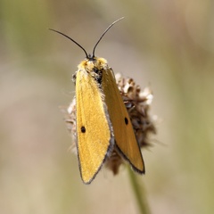 Heliothea discoidaria