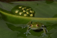 Banded-Limb Glassfrog photo 3