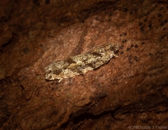 Metrioglypha phyllodes