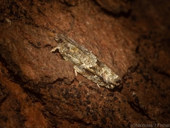 Metrioglypha phyllodes