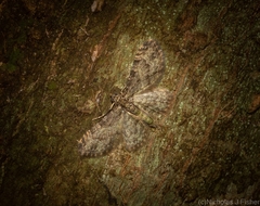 Chloroclystis mniochroa