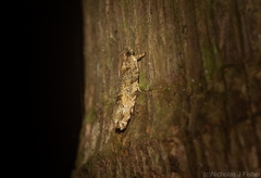 Metrioglypha phyllodes