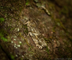 Metrioglypha phyllodes