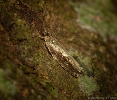 Metrioglypha phyllodes