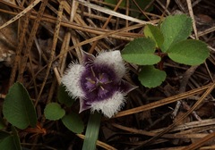 Calochortus elegans nanus
