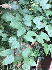 Bauhinia forficata