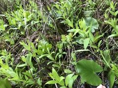 Torreyochloa pallida