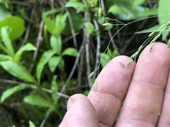Torreyochloa pallida