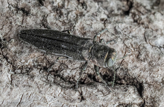 Agrilus granulatus