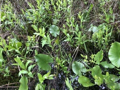 Torreyochloa pallida