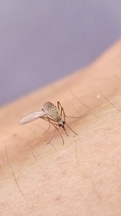 Aedes sticticus