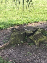 Sciurus carolinensis