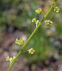 Heuchera parvifolia