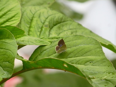 Theope foliorum