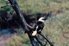 Lybius leucocephalus