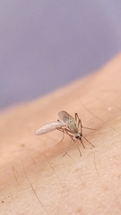 Aedes sticticus