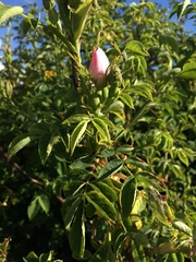 Rosa caesia glauca