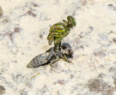Ophiogomphus rupinsulensis