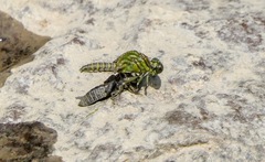 Ophiogomphus rupinsulensis