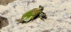 Ophiogomphus rupinsulensis