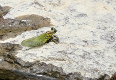 Ophiogomphus rupinsulensis