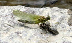 Ophiogomphus rupinsulensis