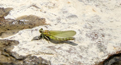Ophiogomphus rupinsulensis