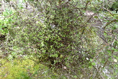 Pittosporum divaricatum