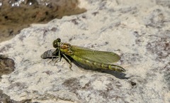 Ophiogomphus rupinsulensis