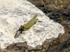 Ophiogomphus rupinsulensis