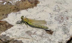 Ophiogomphus rupinsulensis