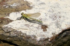 Ophiogomphus rupinsulensis