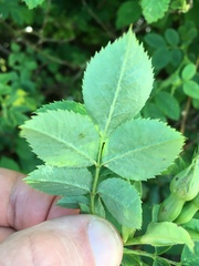Rosa caesia glauca