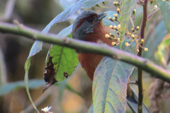 Microspingus erythrophrys