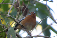 Microspingus erythrophrys