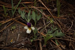 Viola hallii
