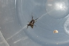 Myrmecophilidae