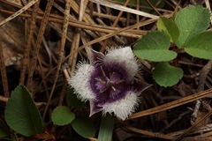 Calochortus elegans nanus