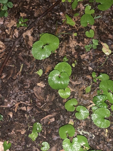 photo of Asarabacca (Asarum europaeum)