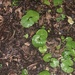 photo of Asarabacca (Asarum europaeum)