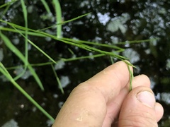 Glyceria acutiflora