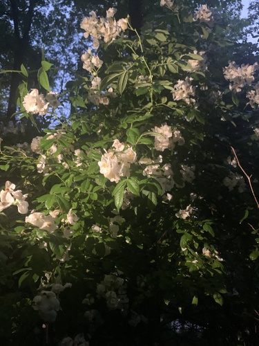 photo of Dog-rose (Rosa canina)